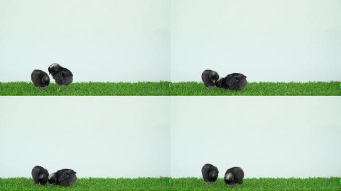 绿色草地和白色背景上的黑鸡。两只小鸡一起奔跑，并排站立。复活节黑孩子母鸡和公鸡。小幼崽。