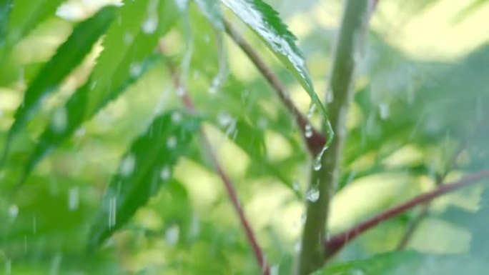 慢动作雨滴在雨中从绿叶蕨类植物中滴落。特写水滴绿叶前景。巨雨落在绿色植物叶子上。平静放松的冥想平静的