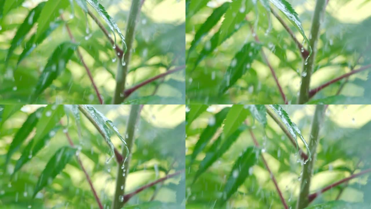 慢动作雨滴在雨中从绿叶蕨类植物中滴落。特写水滴绿叶前景。巨雨落在绿色植物叶子上。平静放松的冥想平静的