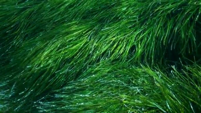 特写。茂密的绿色海洋草丛。绿色海草地中海绦草或海王星草 (波西多尼亚) 的俯视图。地中海，塞浦路斯