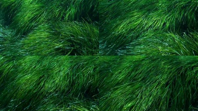 特写。茂密的绿色海洋草丛。绿色海草地中海绦草或海王星草 (波西多尼亚) 的俯视图。地中海，塞浦路斯