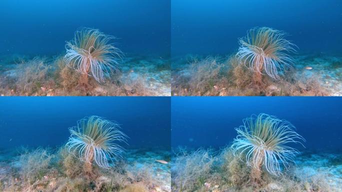 大自然水下-深海海床中的铈