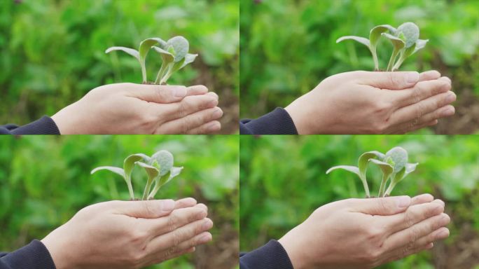 生态保护公益供稿手捧嫩苗万物复苏保护地球