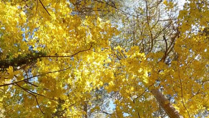 秋天树冠上的黄色叶子，叶子季节，底部视图，旋转。