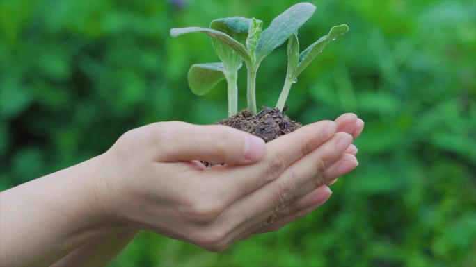 托起希望保护地球公益广告慈善嫩苗发芽概念