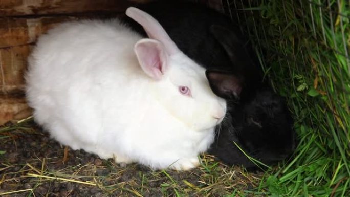 小喂食白色和黑色的兔子在兔子-动物农场，谷仓牧场背景下的小屋中咀嚼草。天然生态农场的兔子。现代动物家