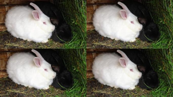 小喂食白色和黑色的兔子在兔子-动物农场，谷仓牧场背景下的小屋中咀嚼草。天然生态农场的兔子。现代动物家