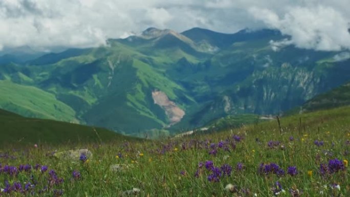 草地盛开的山地景观