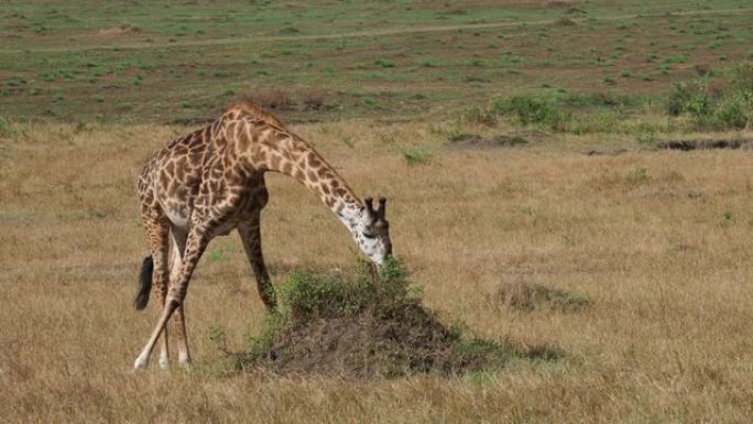 Masaai长颈鹿-Giraffa tipppelskirchi也是Maasai或乞力马扎罗长颈鹿，
