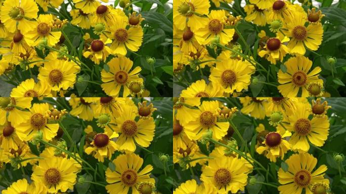 Helenium autumnale是向日葵家族中的一种北美开花植物。常用名称是普通的喷嚏草。