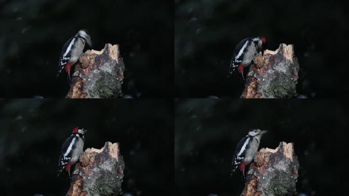 大斑点啄木鸟在树桩上吃东西