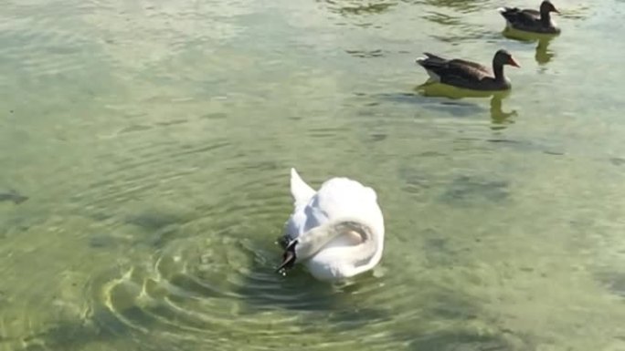 夏季天鹅日光浴市中心观赏花园慢动作