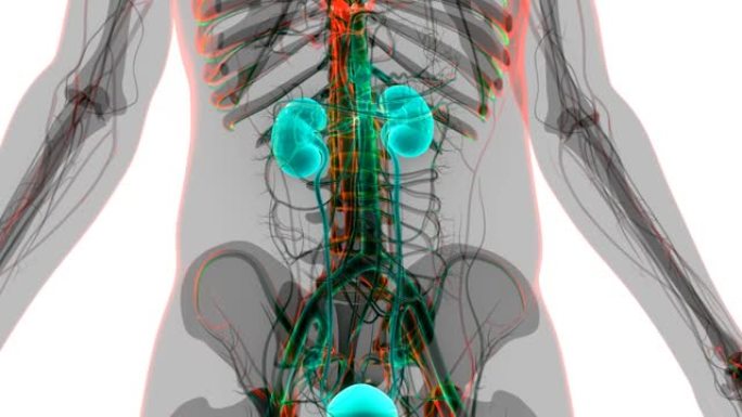 具有膀胱解剖动画概念的人类泌尿系统肾脏