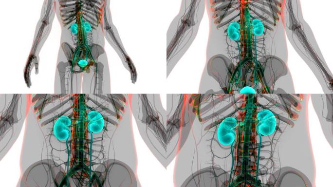 具有膀胱解剖动画概念的人类泌尿系统肾脏