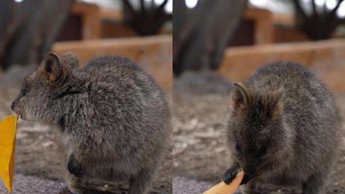 一个小有袋动物的视频。它被认为是世界上最幸福的动物。