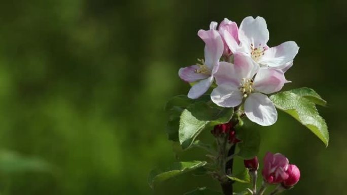 春天的苹果花枝。白色和粉红色的花朵。选择性聚焦。背景模糊，复制空间为绿色。