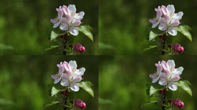 春天的苹果花枝。白色和粉红色的花朵。选择性聚焦。背景模糊，复制空间为绿色。