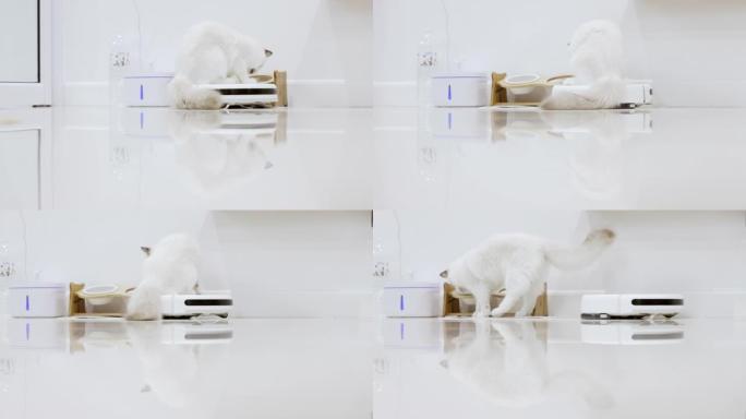 白色布娃娃猫坐在机器人真空吸尘器滑过家里的房间。