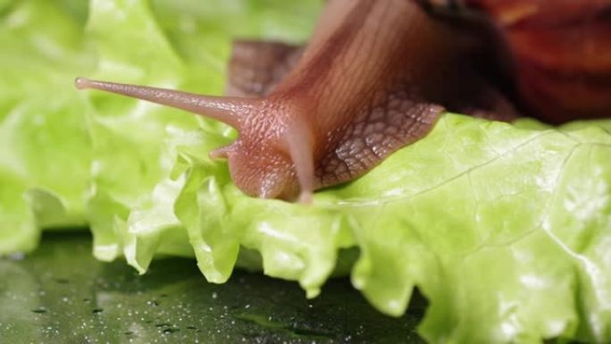 巨型Achatina蜗牛在绿色的莴苣叶上爬行，特写，选择性聚焦。自然界中的蜗牛。蜗牛是宠物。蜗牛喂养