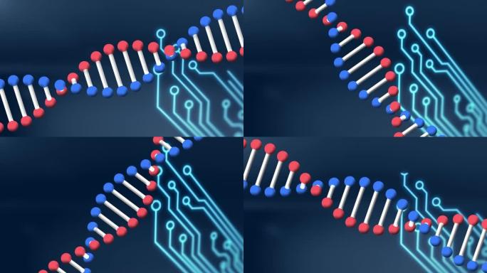 在计算机电路板上旋转dna链的动画