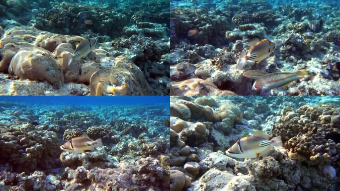 毕加索金鱼鱼 (Rhinecanthus aculeatus)，珊瑚鱼在珊瑚的reef.4k视频剪辑