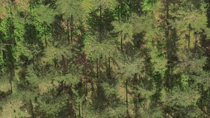 希腊奥林巴斯国家公园森林的4k航拍画面