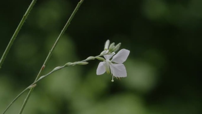 柔风中的白花