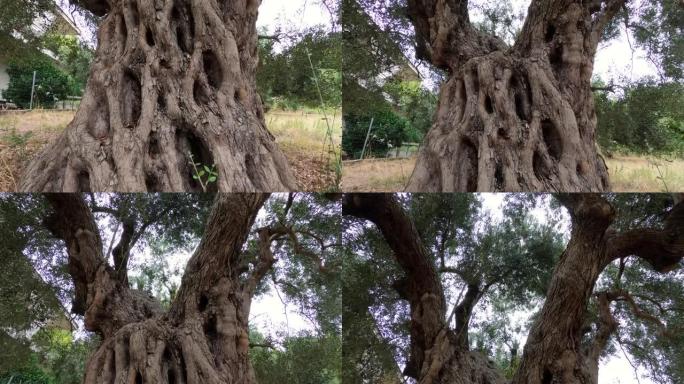 老大橄榄树
