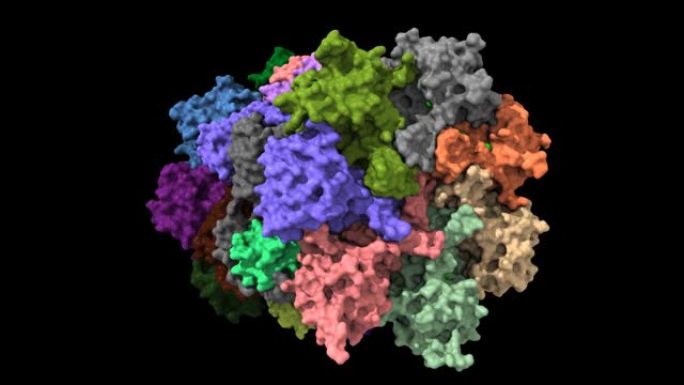 人20s蛋白酶体的结构