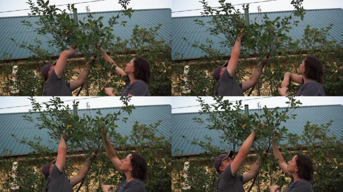 从树上摘樱桃。一男一女在采浆果