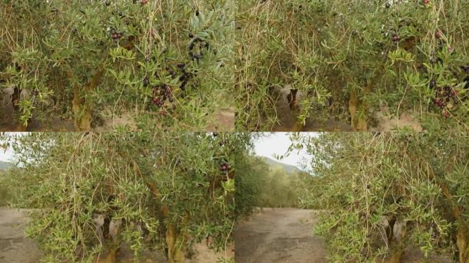 树枝上的橄榄果。橄榄树上生长的水果