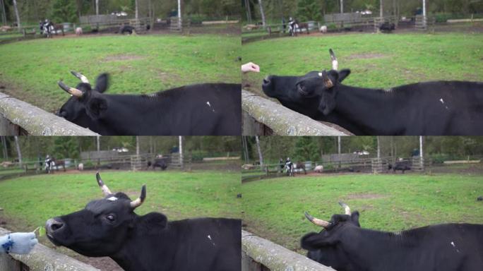 农场里的一头牛在围栏里，农场里的人喂牛。