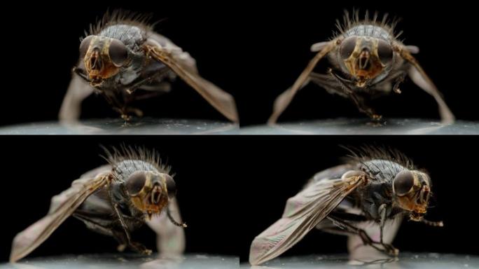 死蝇虫近距离宏观，昆虫害虫昆虫学杀虫剂在黑色背景上，干家蝇