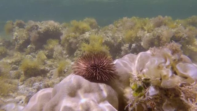 海胆在珊瑚上爬行。穴居顽童或钻岩顽童 (Echinometra mathaei)