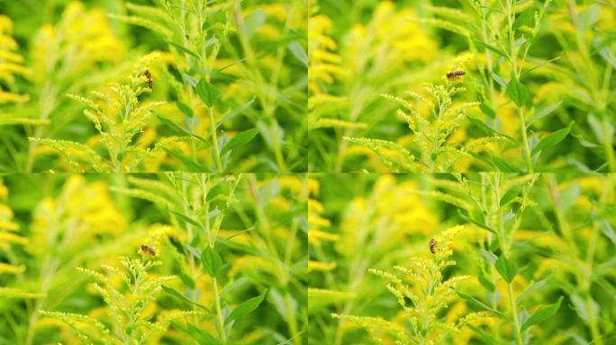 蜜蜂收集花蜜。黄色一枝黄花，一枝黄花。加拿大一枝黄花