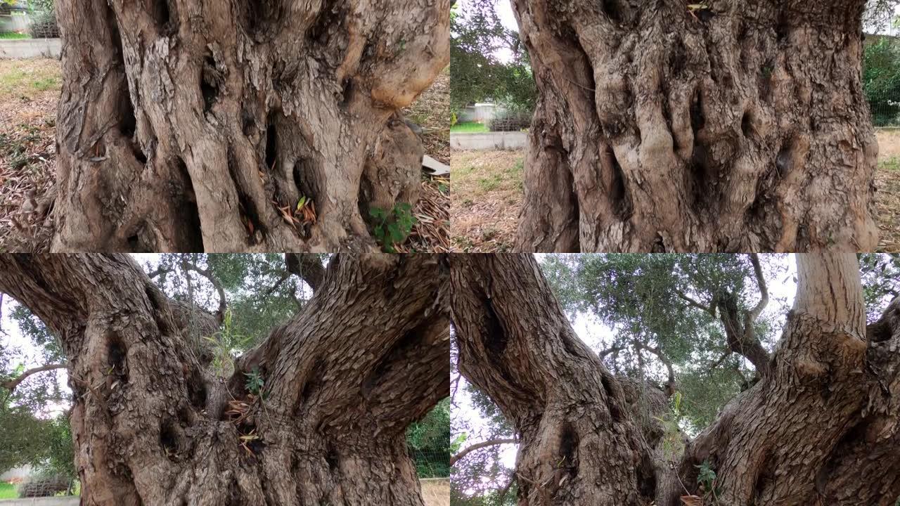 老大橄榄树