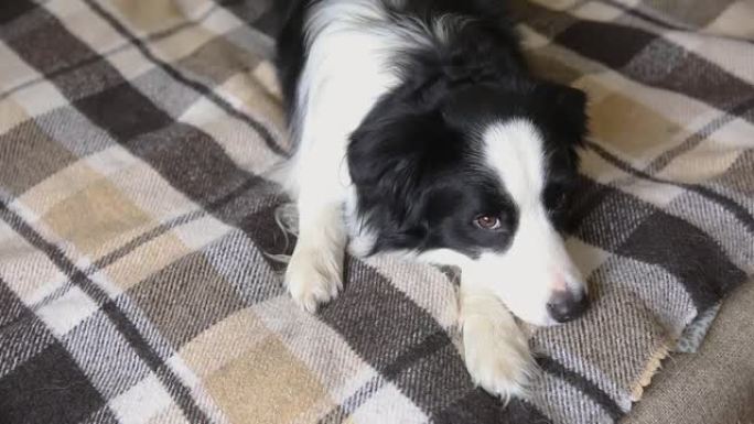 有趣的小狗边境牧羊犬躺在沙发上，室内格子。在寒冷的秋天秋天冬天，家里的小宠物狗用毯子保暖。宠物动物生