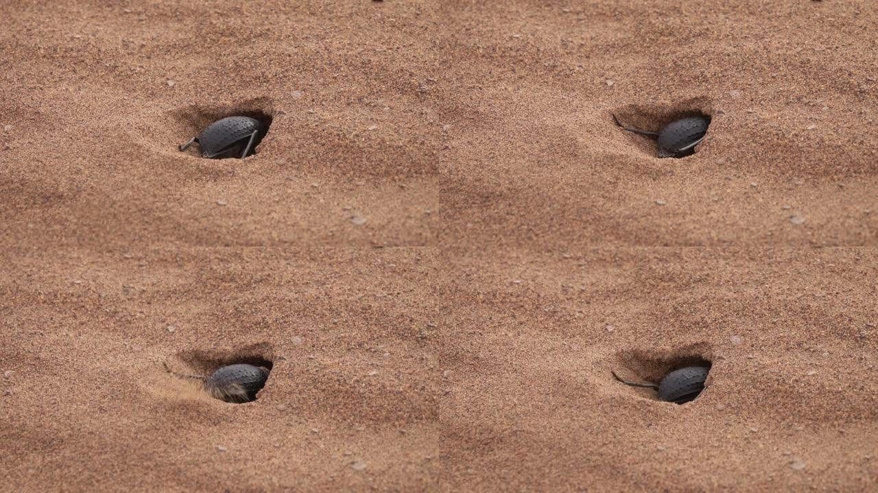 圣甲虫在撒哈拉沙漠的沙子中挖掘貂皮