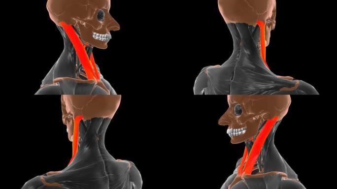 医学概念3D胸锁乳突肌解剖