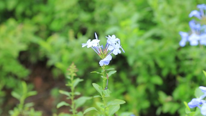 深圳陌上花公园蓝雪花