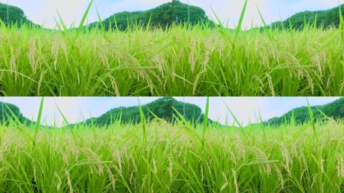 稻米在风中摇曳稻谷农作物乡下