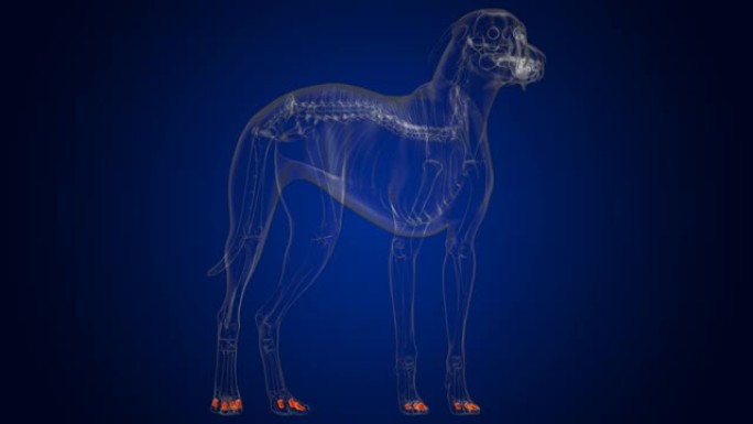 中指骨狗骨骼解剖医学概念3D