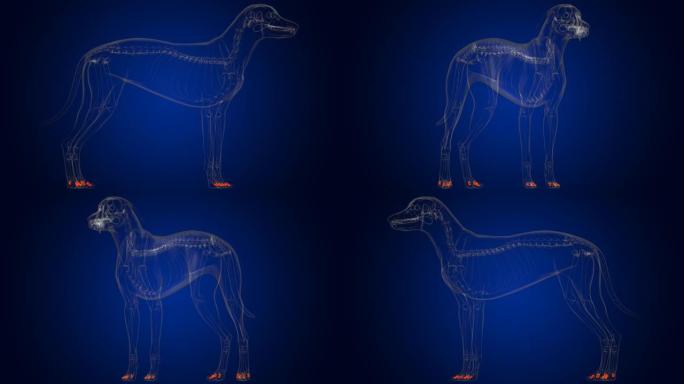 中指骨狗骨骼解剖医学概念3D