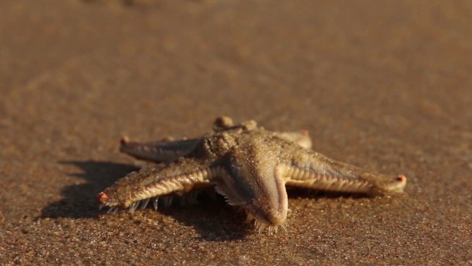 海边沙滩上的海星