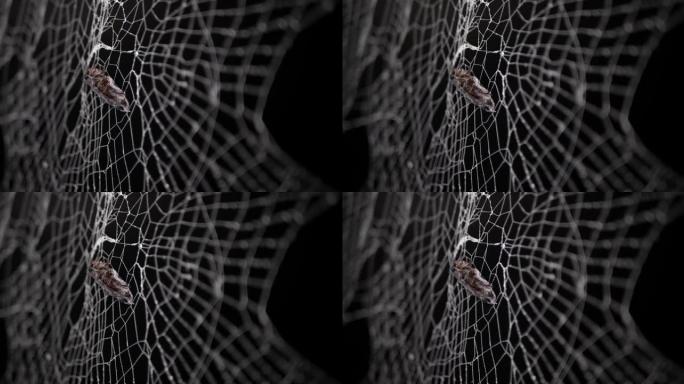 真正的幽灵蜘蛛网，昆虫被困在网中。