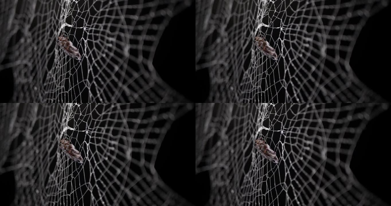 真正的幽灵蜘蛛网，昆虫被困在网中。