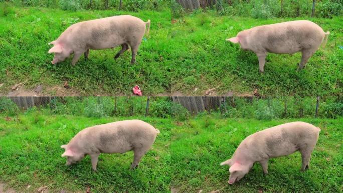 一头猪在草地上奔跑寻找食物。农业育种的概念。