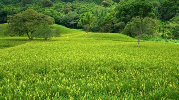 台湾花莲县——2021年9月1日:农民们在即将开花的绿色黄花菜地里劳作。