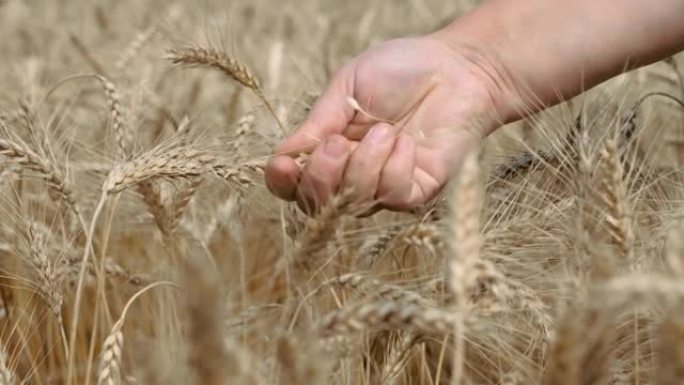 黑麦。农艺师用手将耳朵揉成谷物。