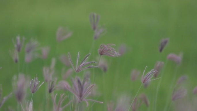 芦苇草花